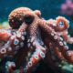 octopus has multiple brains