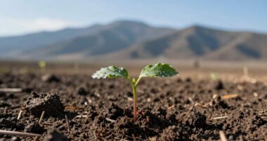 small victories over grand plans